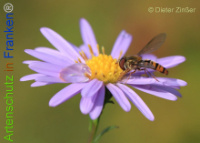 Bild zum Eintrag (1133689-177)