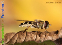 Bild zum Eintrag (1133690-177)