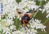 Bild zum Eintrag (1133691-177)