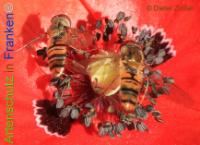 Bild zum Eintrag (1133692-177)