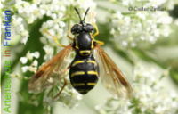 Bild zum Eintrag (1133694-177)