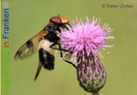 Bild zum Eintrag (1133695-177)