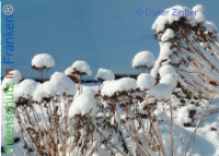 Bild zum Eintrag (1134019-177)