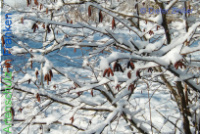 Bild zum Eintrag (1134020-177)