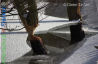 Bild zum Eintrag (1134036-177)