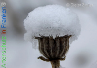 Bild zum Eintrag (1134037-177)