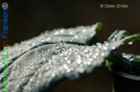 Bild zum Eintrag (1134106-177)