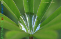 Bild zum Eintrag (1134108-177)