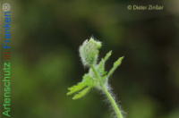 Bild zum Eintrag (1134109-177)