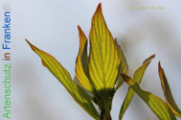 Bild zum Eintrag (1134111-177)