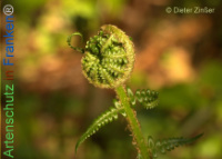 Bild zum Eintrag (1134112-177)