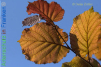 Bild zum Eintrag (1134114-177)