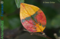 Bild zum Eintrag (1134115-177)