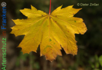 Bild zum Eintrag (1134116-177)