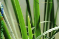 Bild zum Eintrag (1134118-177)