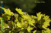 Bild zum Eintrag (1134122-177)