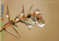 Bild zum Eintrag (1134128-177)