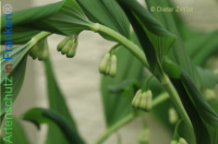 Bild zum Eintrag (1134132-177)