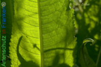 Bild zum Eintrag (1134133-177)