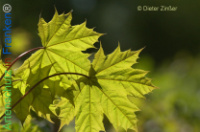 Bild zum Eintrag (1134134-177)