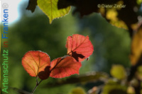 Bild zum Eintrag (1134136-177)