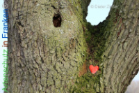 Bild zum Eintrag (1134155-177)