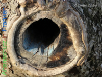 Bild zum Eintrag (1134156-177)