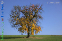 Bild zum Eintrag (1134169-177)