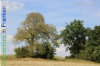 Bild zum Eintrag (1134175-177)