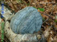 Bild zum Eintrag (1134204-177)