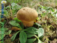 Bild zum Eintrag (1134217-177)