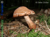 Bild zum Eintrag (1134221-177)