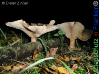 Bild zum Eintrag (1134222-177)