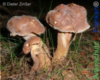 Bild zum Eintrag (1134223-177)