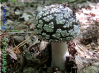 Bild zum Eintrag (1134224-177)