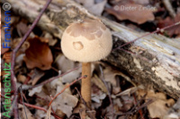 Bild zum Eintrag (1134227-177)