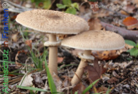 Bild zum Eintrag (1134228-177)