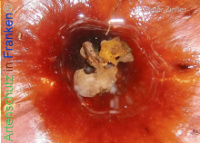 Bild zum Eintrag (1134229-177)