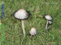 Bild zum Eintrag (1134238-177)