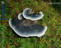 Bild zum Eintrag (1134239-177)