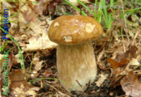 Bild zum Eintrag (1134241-177)