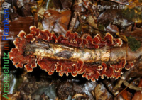 Bild zum Eintrag (1134242-177)