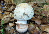 Bild zum Eintrag (1134243-177)