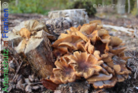 Bild zum Eintrag (1134245-177)