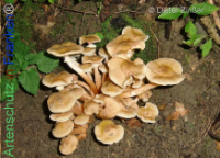 Bild zum Eintrag (1134249-177)