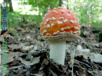 Bild zum Eintrag (1134251-177)