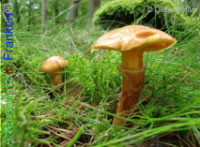 Bild zum Eintrag (1134252-177)