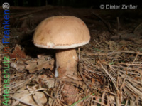 Bild zum Eintrag (1134253-177)