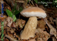 Bild zum Eintrag (1134254-177)