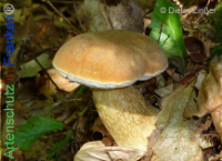 Bild zum Eintrag (1134256-177)